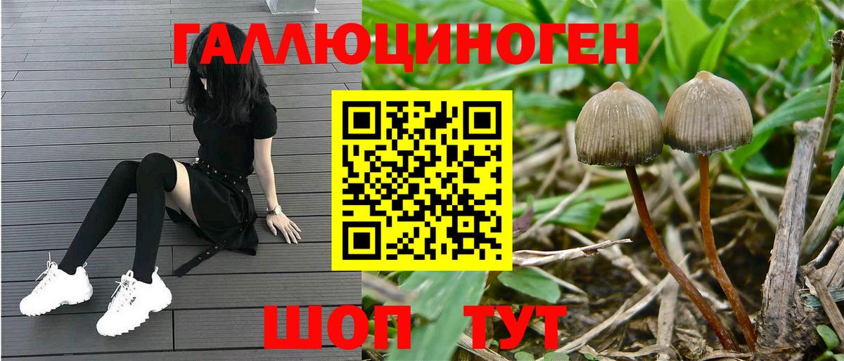МЕФ Гатчина